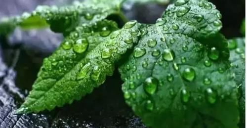 番茄汤|夏季养生的10个“最佳”,6个“最怕”,赶紧收藏