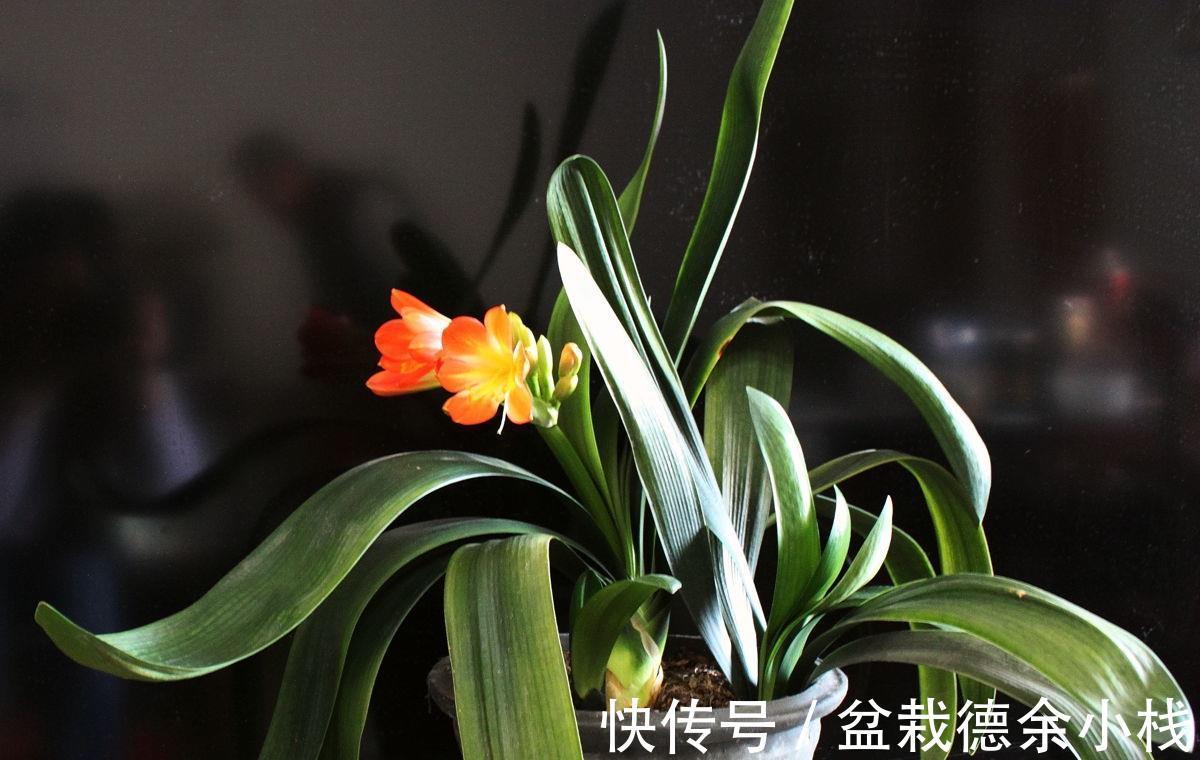 恶习|君子兰盆栽,忌讳这3个地方不走心,养成恶习