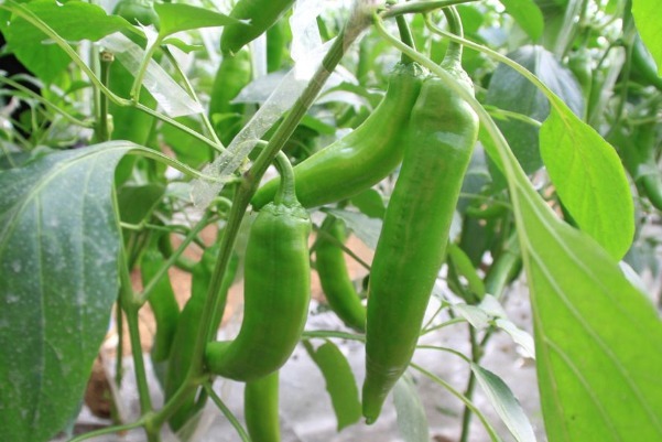 微量元素|青椒不仅味道好吃,对身体还有4大好处,看完分享给家人