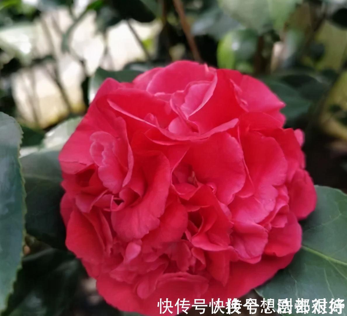 长势|忘了月季吧,此花更好看,皮实又耐寒,香味清新惹人爱