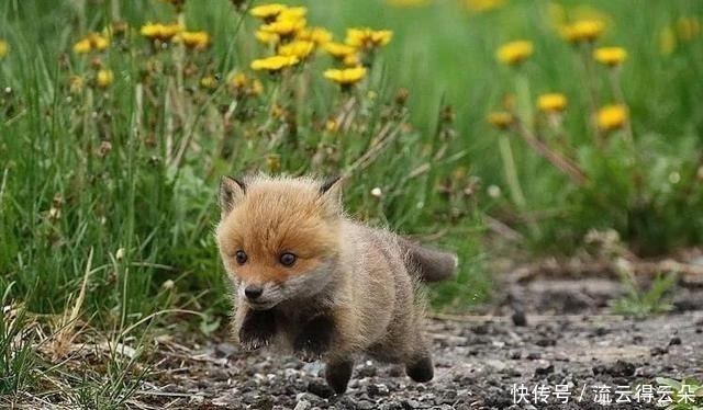 天官花城同款的狐狸团子,软萌又傲娇,简直是三郎化身,想Rua