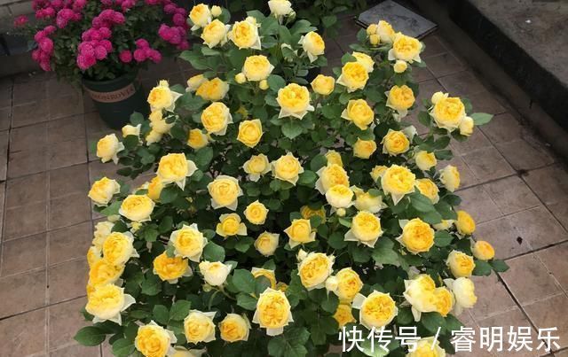 最值得入手的盆栽月季花,全年开花不停,种植容易,你值得拥有