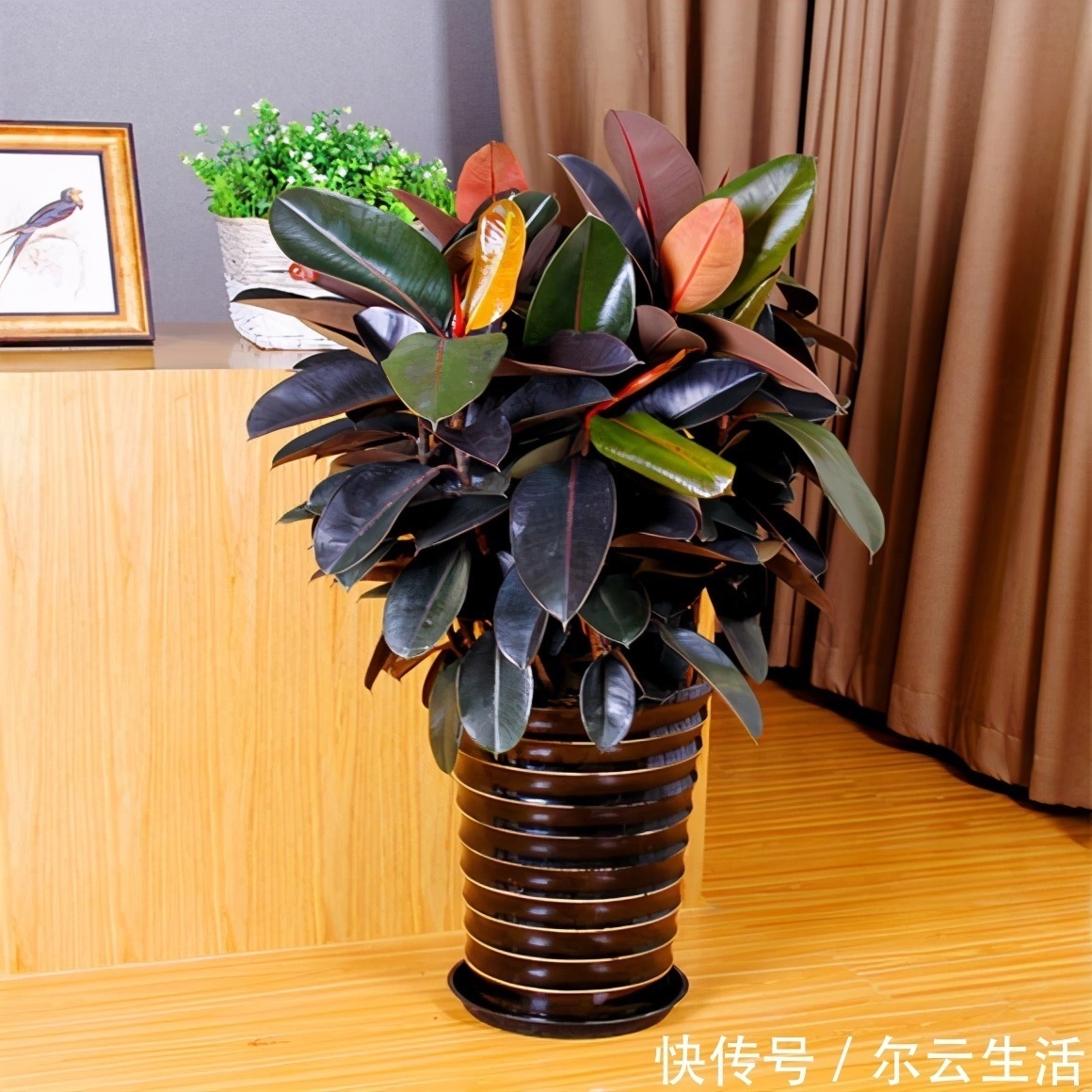 封闭的楼房养花,首选这6种,都是净化小能手,养在家里利于健康