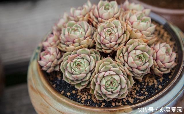 养分|根系好的多肉，平时有这3种表现，及时培养快速长成老桩