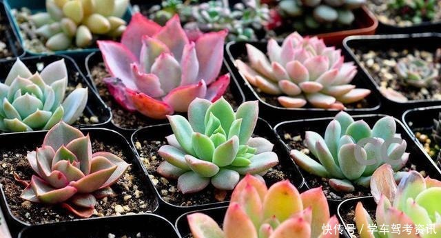 养多肉常见的4个误区，养啥都不行，怪不得养不久！
