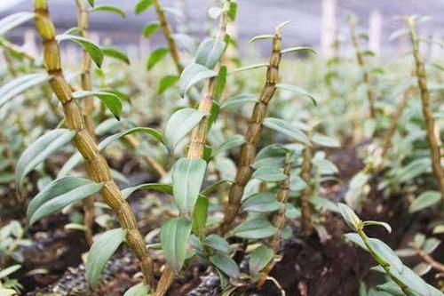 鼓槌石斛|石斛近年成为种植户的大爱，你知道为什么吗？