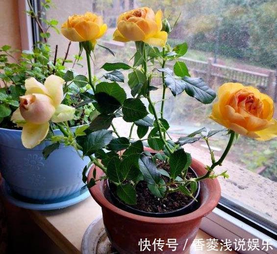 盆栽什么花草，搁阳台成一片花海？选此4款，花期长、花量大