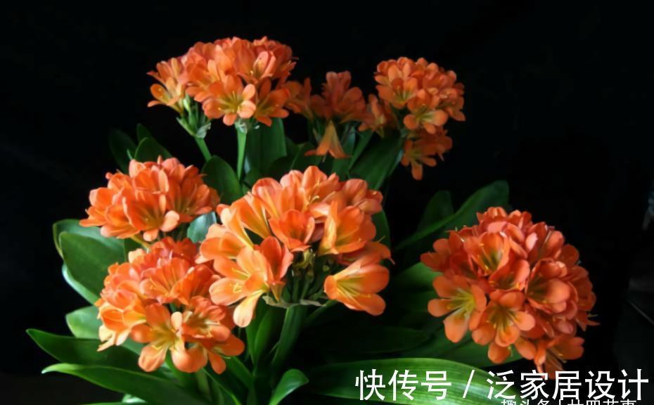 廿六|9月养君子兰，3件小事来助力，做到位根壮叶肥，一盆窜10枝花