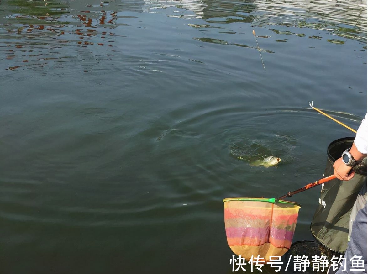 浮钓鲫鱼的六种情形,多数人还不晓得,老司机倾囊相授,涨见识了