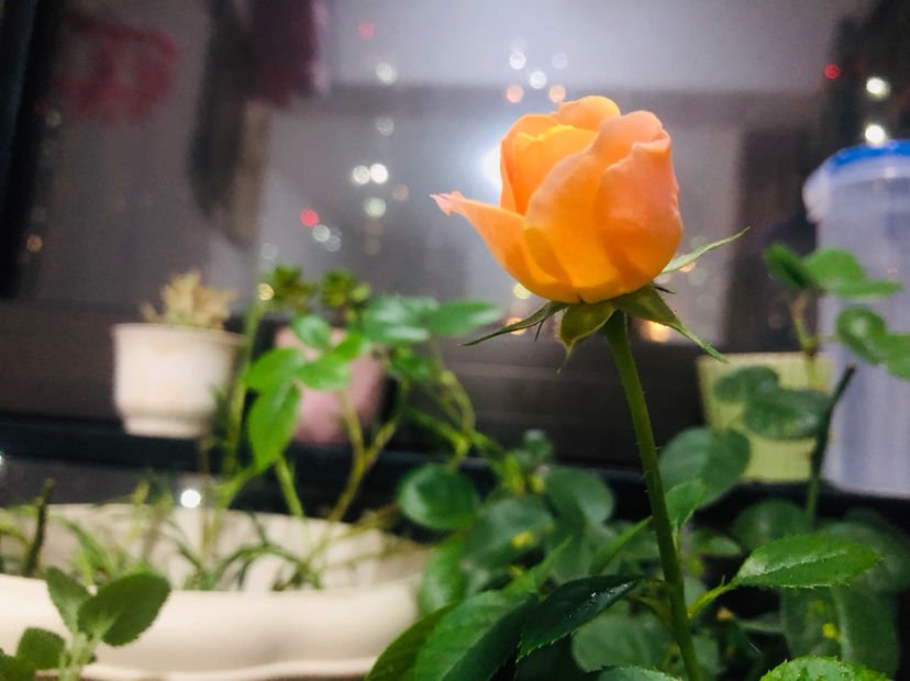 公认好养的月季品种，随便养一盆，轻松开成“大花海”