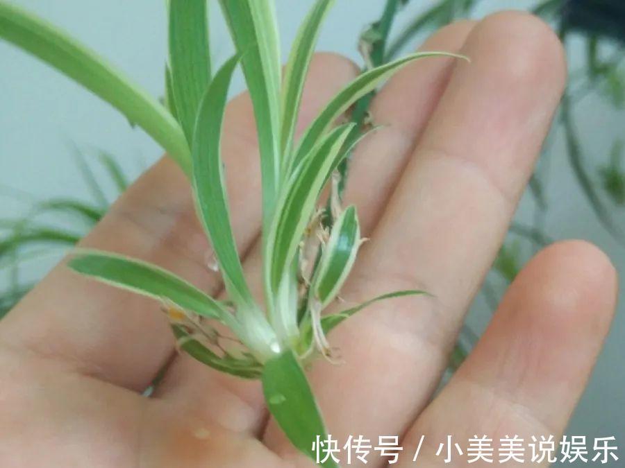 给这花换盆，土里扒出30个崽，根本不用扦插！