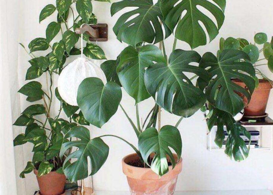 家庭盆栽龟背竹该注意什么?弄懂这些,养好不难