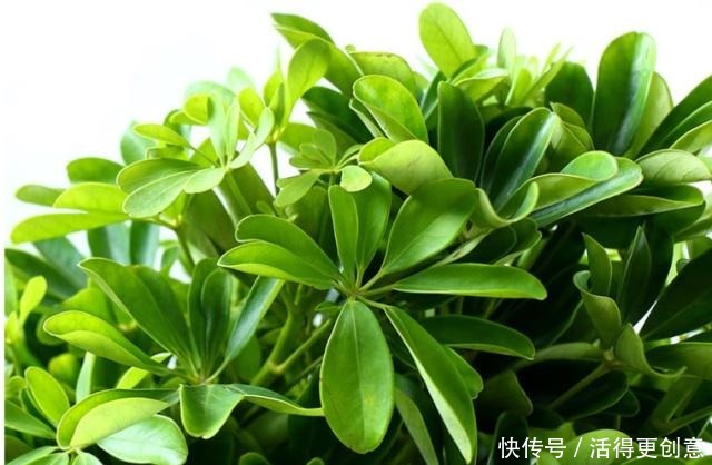 它是吉祥树，别名谐音“我掌财”，隔半月浇点“它”，枝叶密又绿！