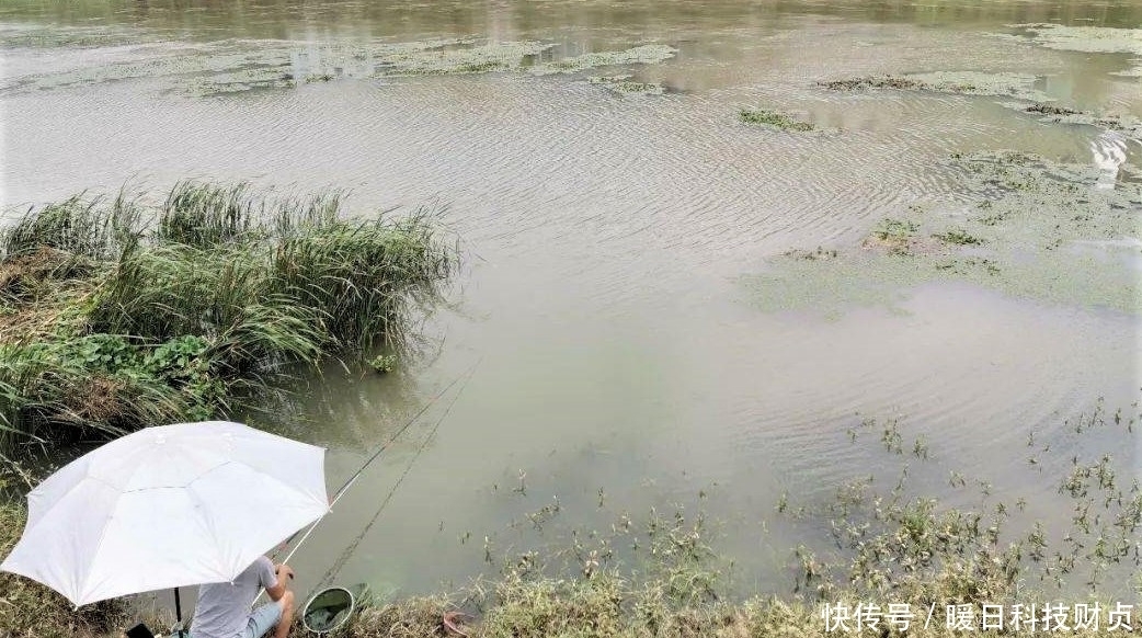 鱼类|夏天下暴雨，水变浑浊怎样钓鱼？注意几个方面细节，大鱼爆竿不停