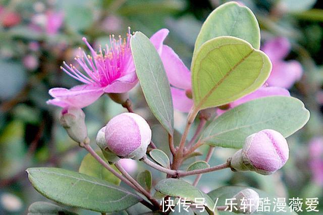棠梨子|在農村很常見的8種野果，在農村長大的你，都吃過嗎