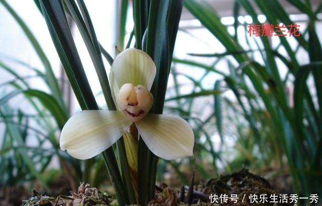 名贵兰花价值百万、千万,那什么兰花才算是名贵兰花!