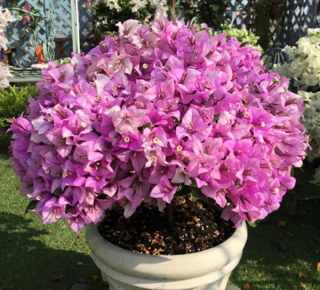 想让三角梅开满盆，这“4点”一定要做好，开花不断