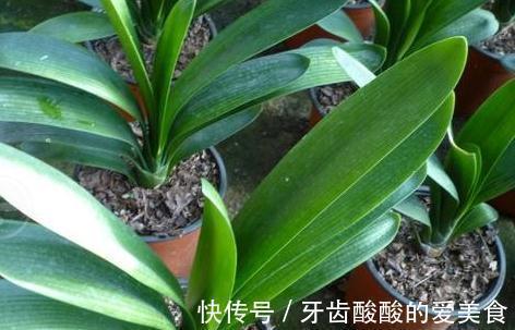 养4种花,浇水很关键,学会此样做,枝叶茂盛、开花爆盆