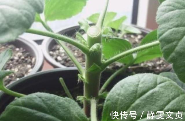 长寿花|这样剪几刀,枯萎的花立马冒新芽,10天就能蹭蹭开花