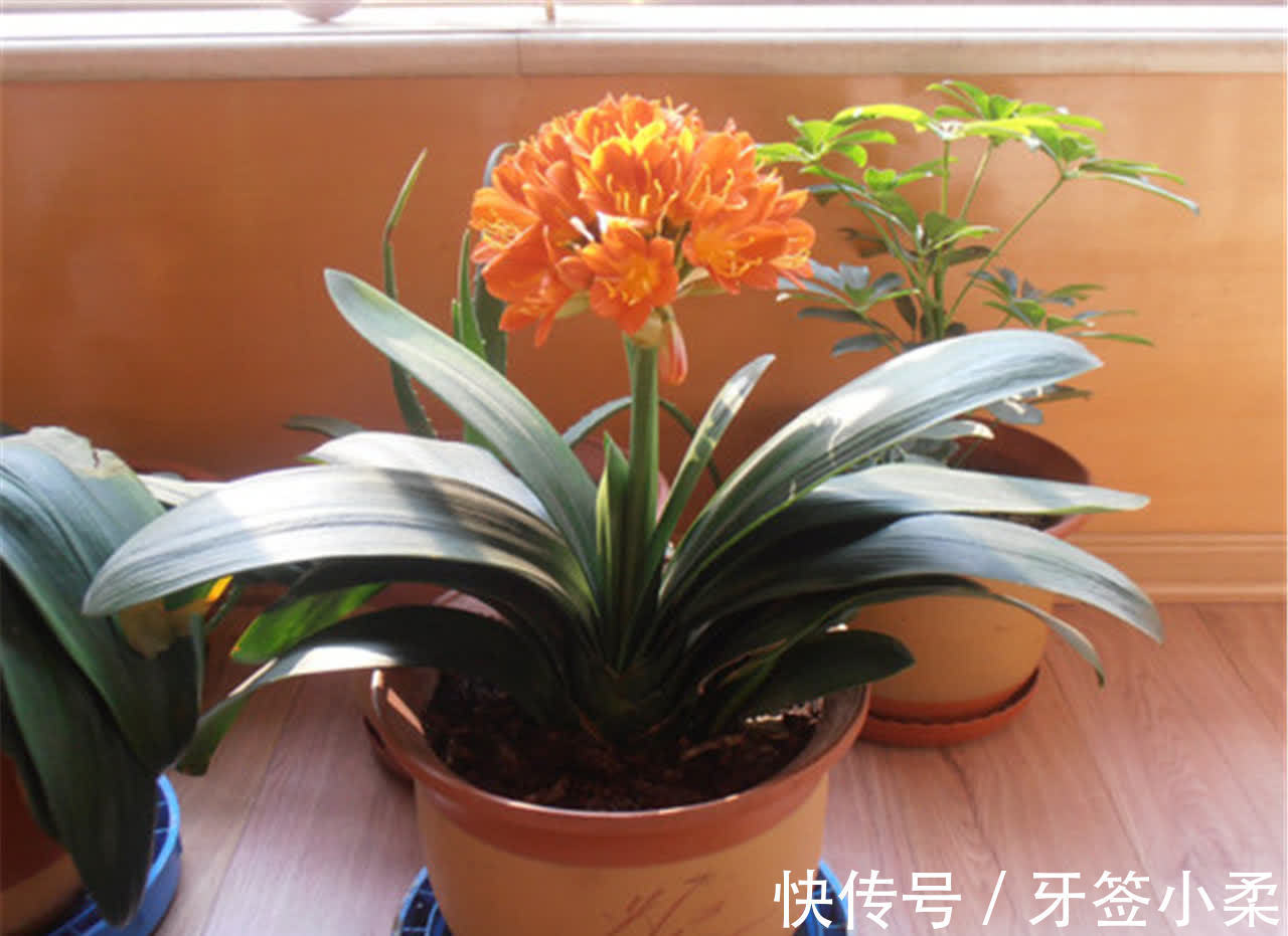吉祥|7种寓意“旺财”的花,适合养在家里,看着就有好兆头