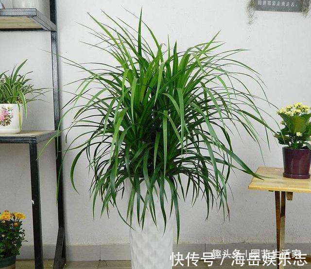 客厅养花，懂行的人会避开4种花不养，看看你家养了哪几种