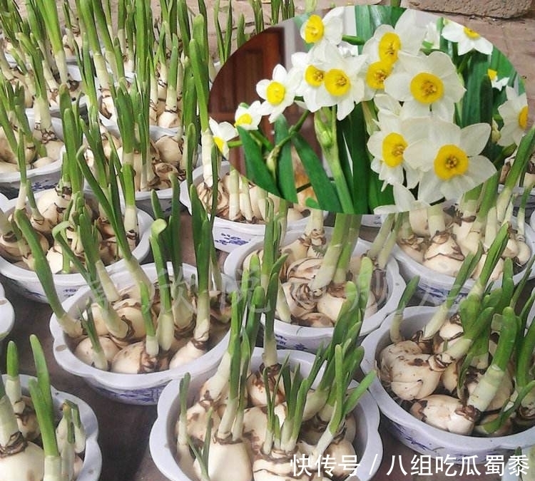 春节期间,国人为什么都爱养“水仙花”?