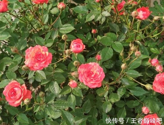 为何扦插月季,总成活不了这里送你一套“攻略”,栽种就靠它了!