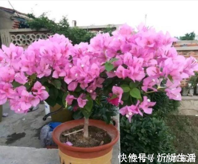 栽培|养花一定要用腐殖土壤栽培吗？不一定，看植物根系