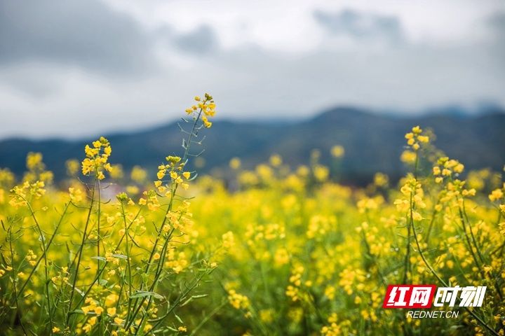 湖南|湖南蓝山：雨后乡村春色美（组图）