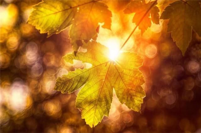 黄叶如金,最美黄叶诗7首赏读金风浦上吹黄叶,一夜纷纷满客舟