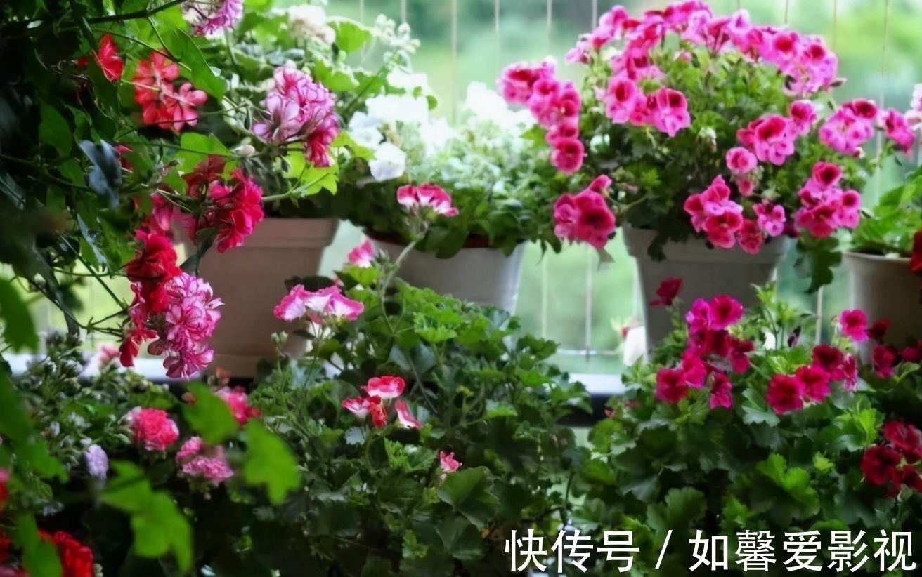 花卉|家庭盆栽花草，摆放、搭配方面该注意什么？有什么讲究？