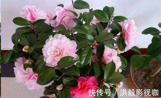 茶花生长，四季有“规律”，秋天这样养，花苞巴掌大，砰砰开大花