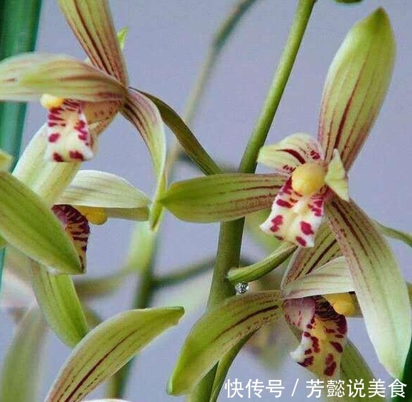 给兰花上盆,种深点好还是种浅点好选择对了养好兰花“没毛病”