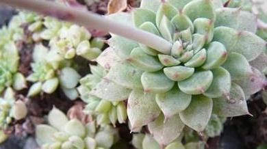 原来如此,这些多肉都是凝脂莲杂交而来的,你养了几种