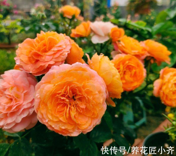 浇水|月季容易变光杆，是因为你没注意“4点”，合理改善才能叶绿花多