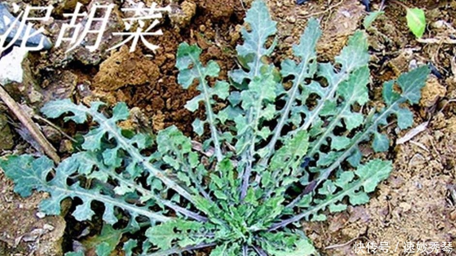 野生苦菜知多少，看图识苦菜