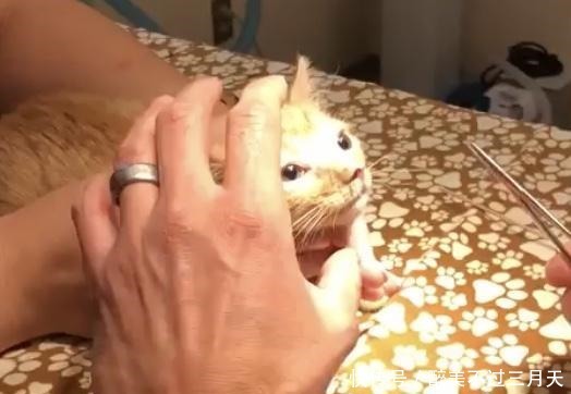 猫咪鼻水有血 猫咪鼻水有血