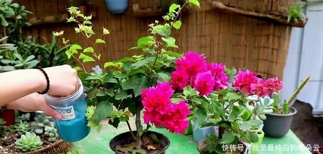 叶片|三角梅开败了?狠狠心,用3个“高招”,挤满新枝芽,又爆二茬花