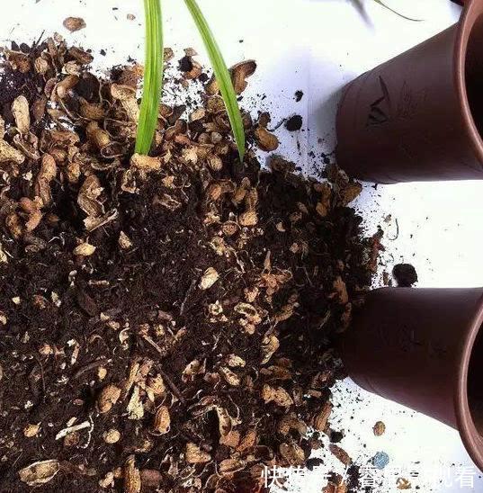 养花还买花肥?家里的此几样“垃圾”扔盆里,植物叶油绿、开花艳