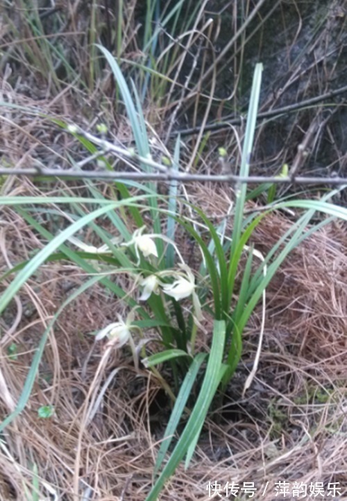 兰花|山里的极品,过去满山遍野都是,如今一株难寻,价格涨到每株2百