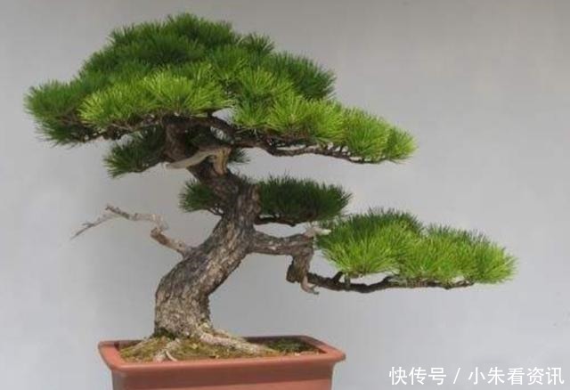 树桩|盆景不用买,野外3种常见树桩,做成盆景造型优美