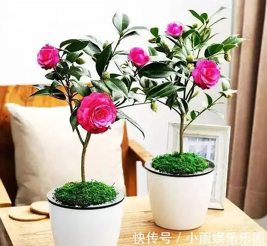 冬季养花大全，家里有这21种花的看过来