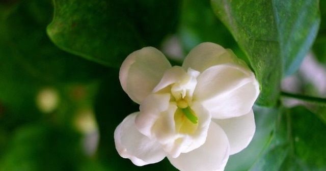 爷爷说,茉莉花年年开花的招数,原来这么简单