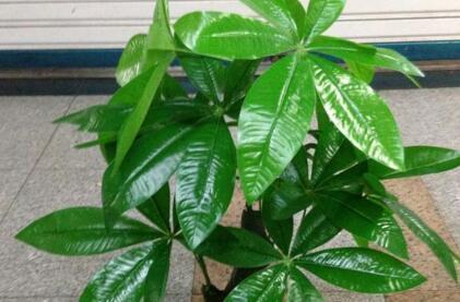 李奶奶把“吊兰”都剪了,2月后却爆盆了,叶子宽又大,特旺