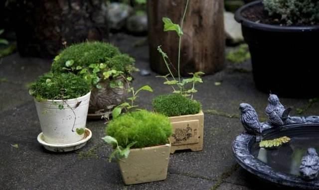 路边挖来的青苔，只需2个步骤，7天长成微景观，比买来的还漂亮