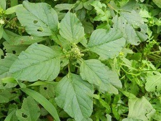 苋菜|非常好的农村中草药,常被拿来作猪饲料,明目、利尿,治乳痛