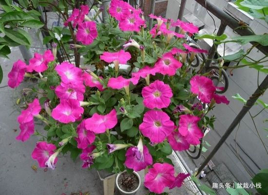 给点土就能活的“5种花”，适合新手花友养，您养过吗