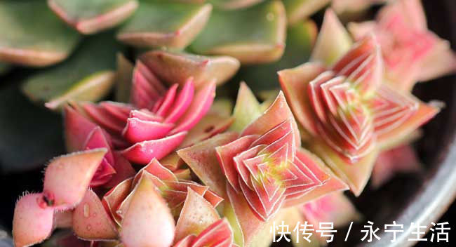 多肉植物可以放卧室吗多肉放卧室对身体好吗