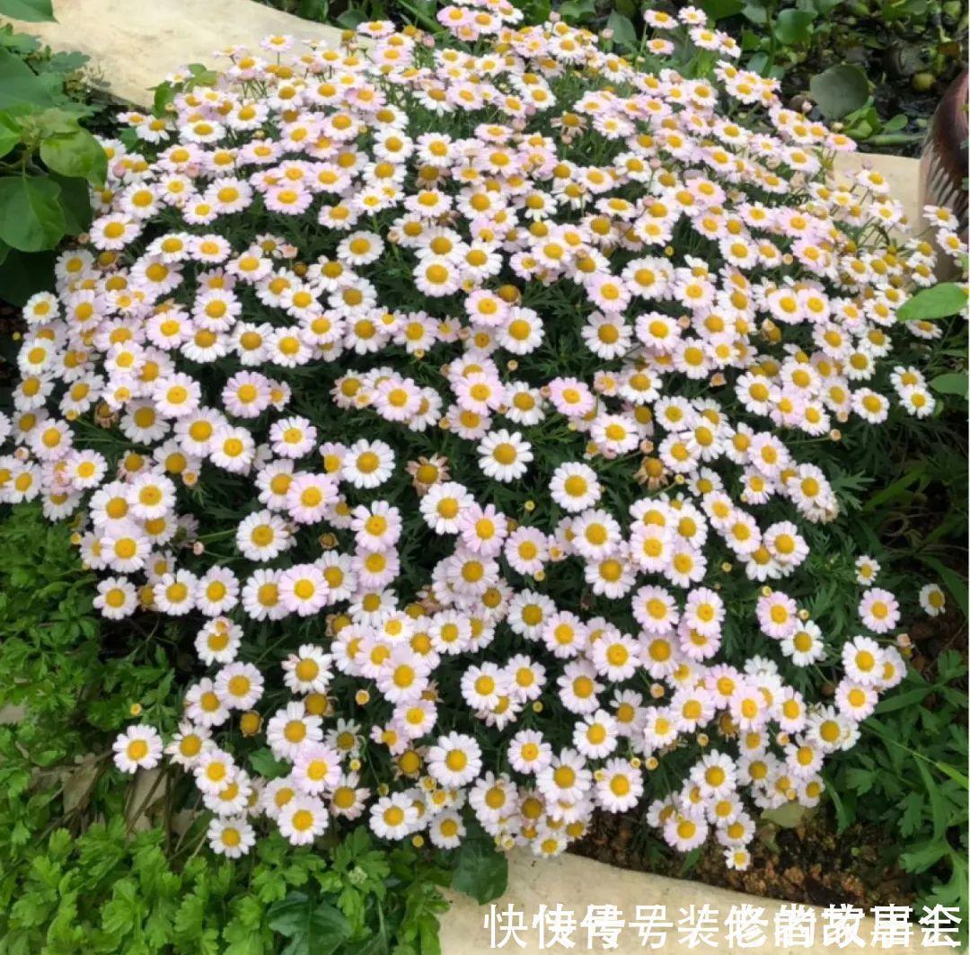 花量|6种花别养老桩，越老越不开花，赶紧扦插备份