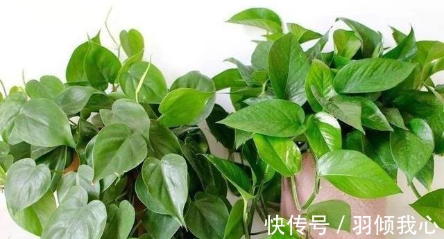有机肥料|“这种水”别倒掉,绿萝最爱喝,一月浇两次,叶片从来不发黄